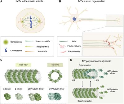 Recent Approaches to the Identification of Novel Microtubule-Targeting Agents